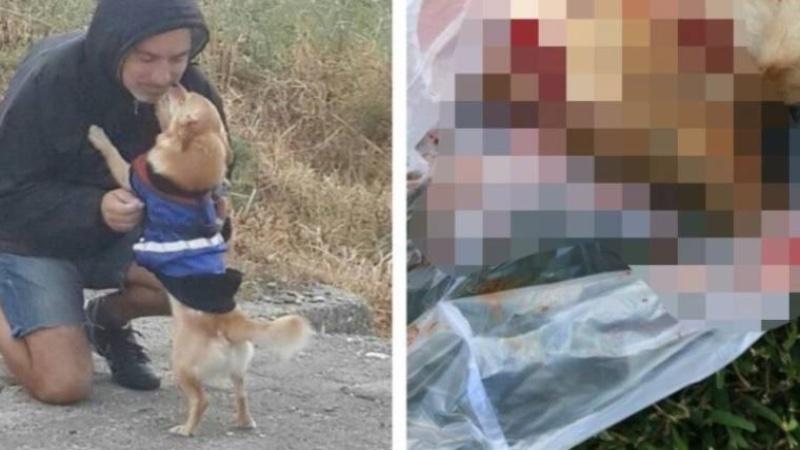 Muğla'da hayvan cinayeti: Tarçın isimli köpeğin sahibi Göksel Kuyruk adalet arayışında: Oğlumun parçalarını yerlerden topladım