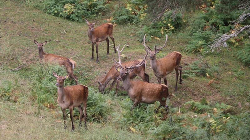 Tarım ve Orman Bakanlığı'ndan avlanacak yaban hayvanı listesi