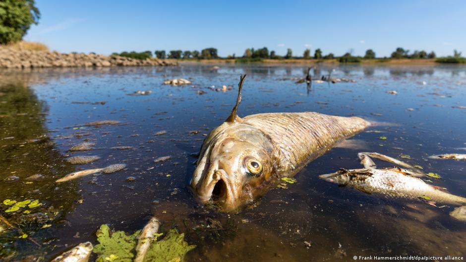 Oder Nehri'ndeki toplu balık ölümlerinin nedeni araştırılıyor