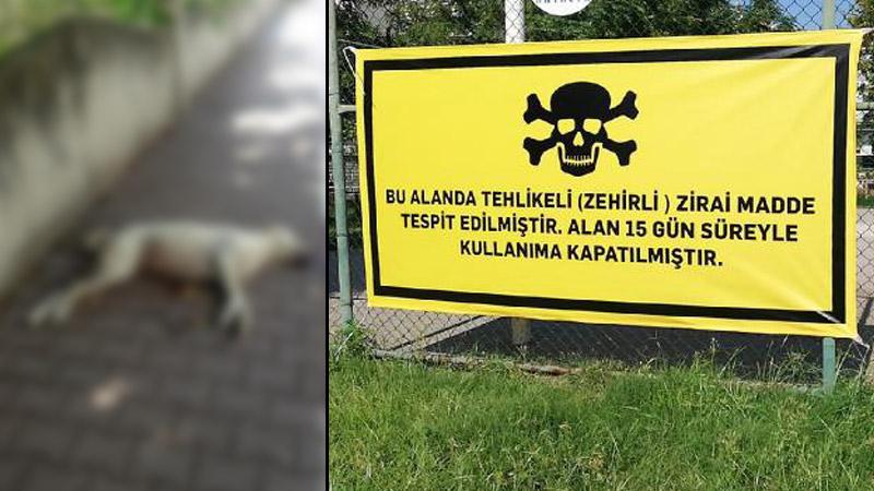 1 haftada 8 köpek öldü: 2 parkta zehirli madde tespit edildi