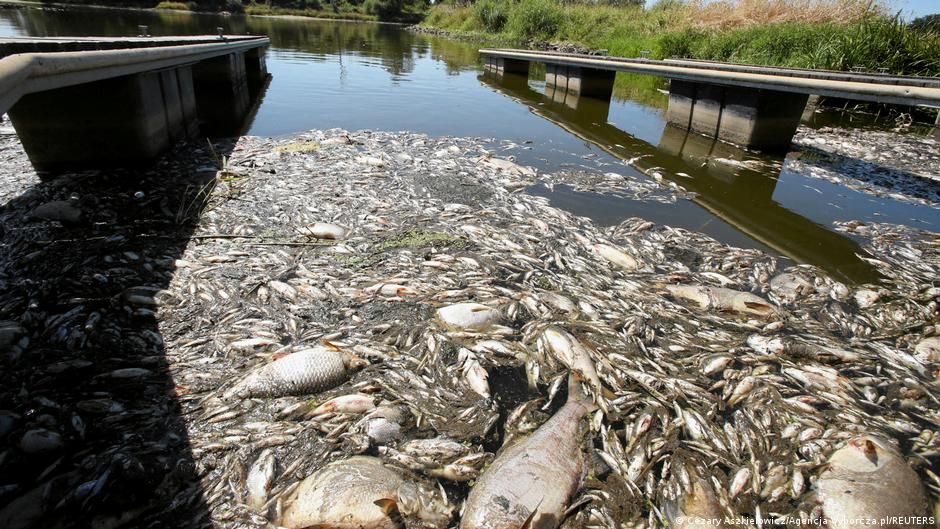 Oder Nehri'nden yaklaşık 200 ton ölü balık toplandı