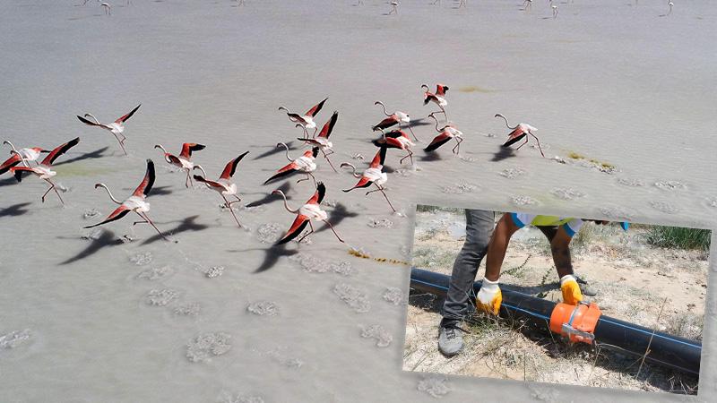 Tuz Gölü’ndeki flamingolara borularla su taşındı