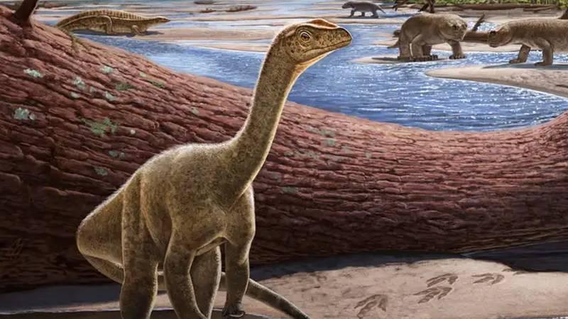 Zimbabve'de keşfedilen Mbiresaurus'un sanatsal rekonstrüksiyonu.