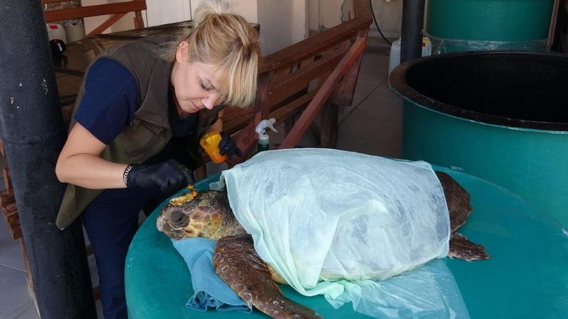 Çanakkale'de yaralı bulunan caretta caretta, tedavi altına alındı