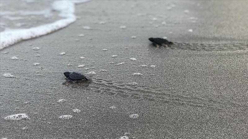 Patara kumsalında caretta caretta yavrularının denizle buluşması devam ediyor