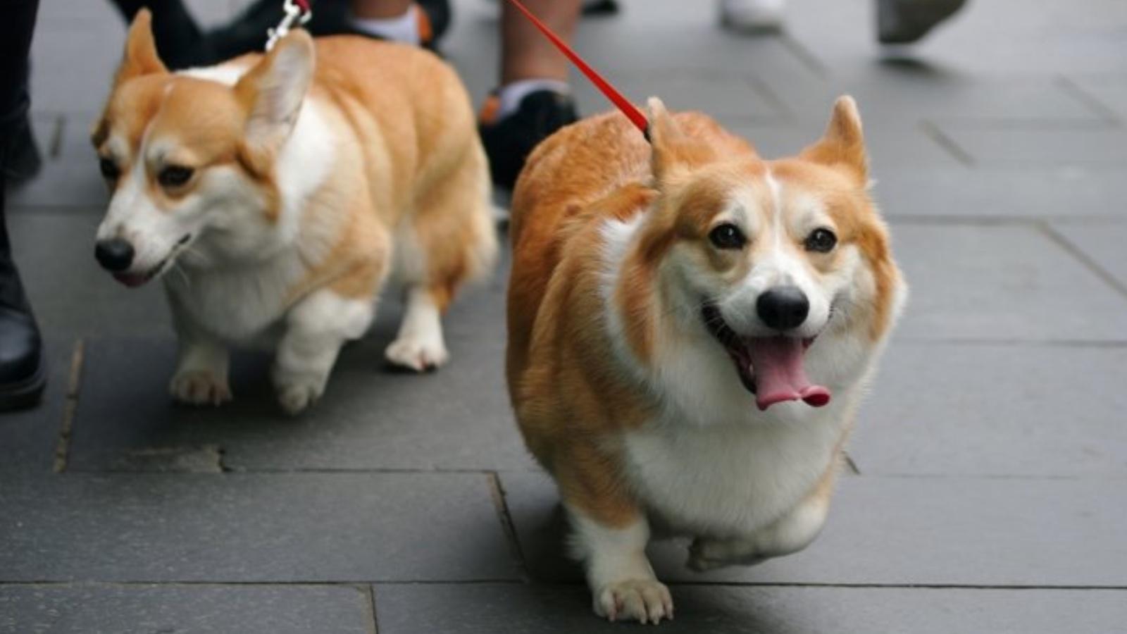 Kraliçe Elizabeth'in köpeklerinin yeni sahibi oğlu Prens Andrew olacak