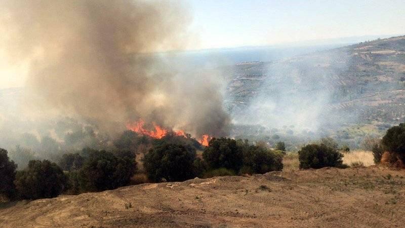 Tekirdağ'da 50 dönüm zeytinlik kül oldu