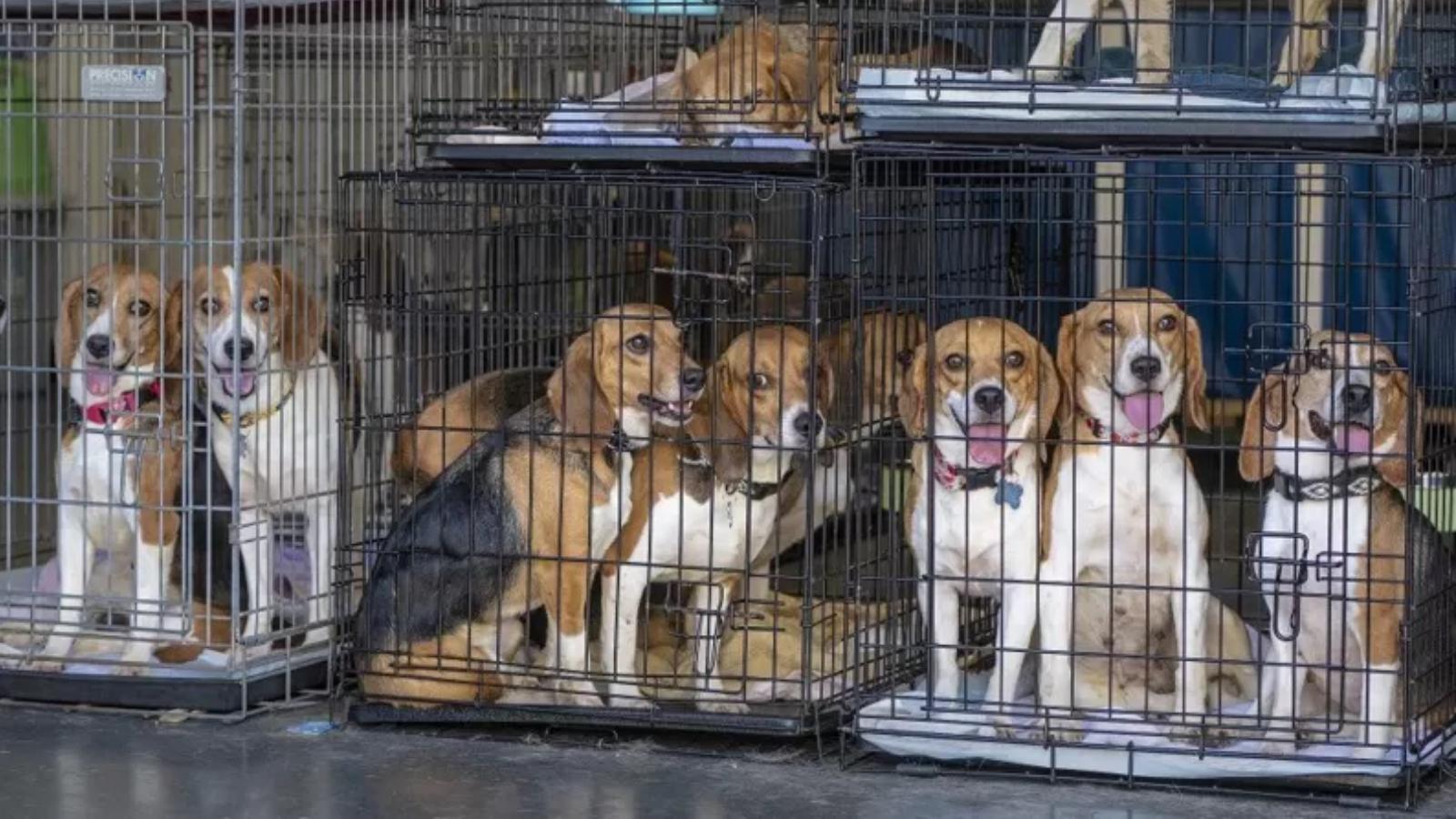 Yetiştirme tesisinde kötü koşullarda tutulan 4 bin beagle cinsi köpeğin tamamı yeni yuva buldu