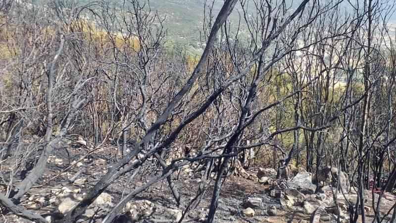 Antalya'da 5 saat süren yangında 10 dekarlık alan kül oldu 