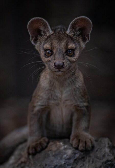 Madagaskar kedisi Fossa, İngiltere’de doğum yaptı