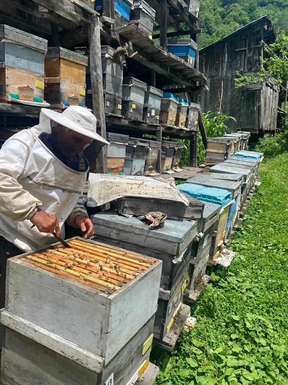 Rekolte düştü, kestane balının fiyatı tavan yaptı