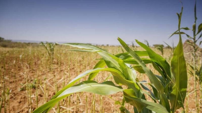 FAO Gıda Fiyat Endeksi üst üste altıncı ayda da geriledi