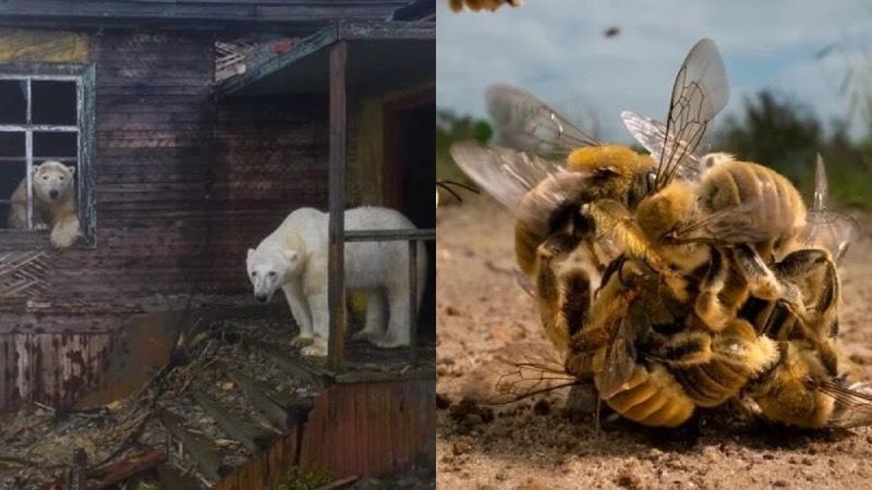 Yılın "Vahşi Yaşam Fotoğrafçısı Ödülleri" sahiplerini buldu