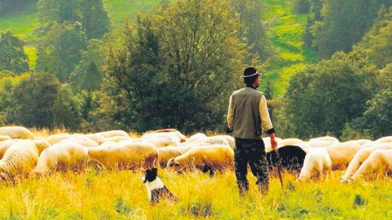 Sabah yazarı Donat: Afganlar olmasa hayvancılık sektörü sıkıntı çekerdi