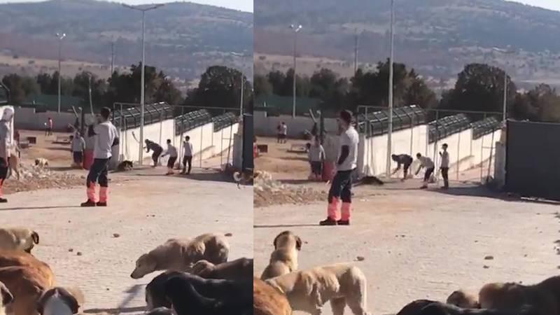 Fatih Altaylı’dan Konya Hayvan Barınağı’ndaki vahşete tepki: İnşallah beter bir şekilde geberir!