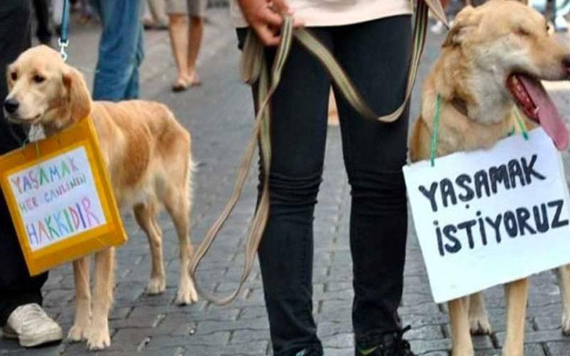 Malatya'da kediyi fırında yakarak öldüren sanık tahliye edildi