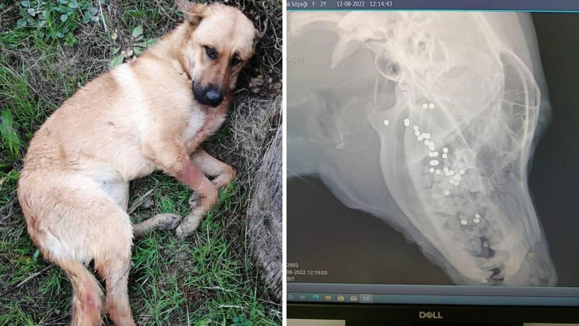 Hatay'da ağzına silahla ateş edilen köpek yaşam mücadelesi veriyor!