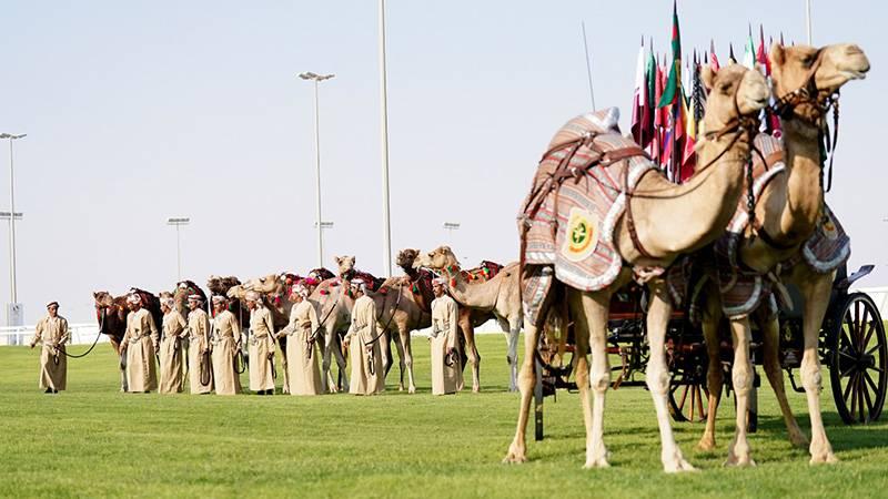 Katar'da "2022 Dünya Kupası ve Deve" etkinlikleri başladı