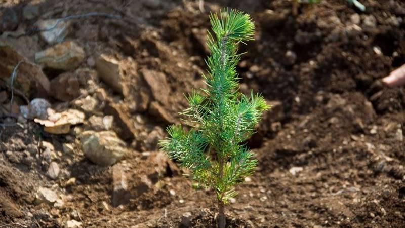 TEMA Vakfı: En anlamlı yeni yıl hediyesi fidan bağışı