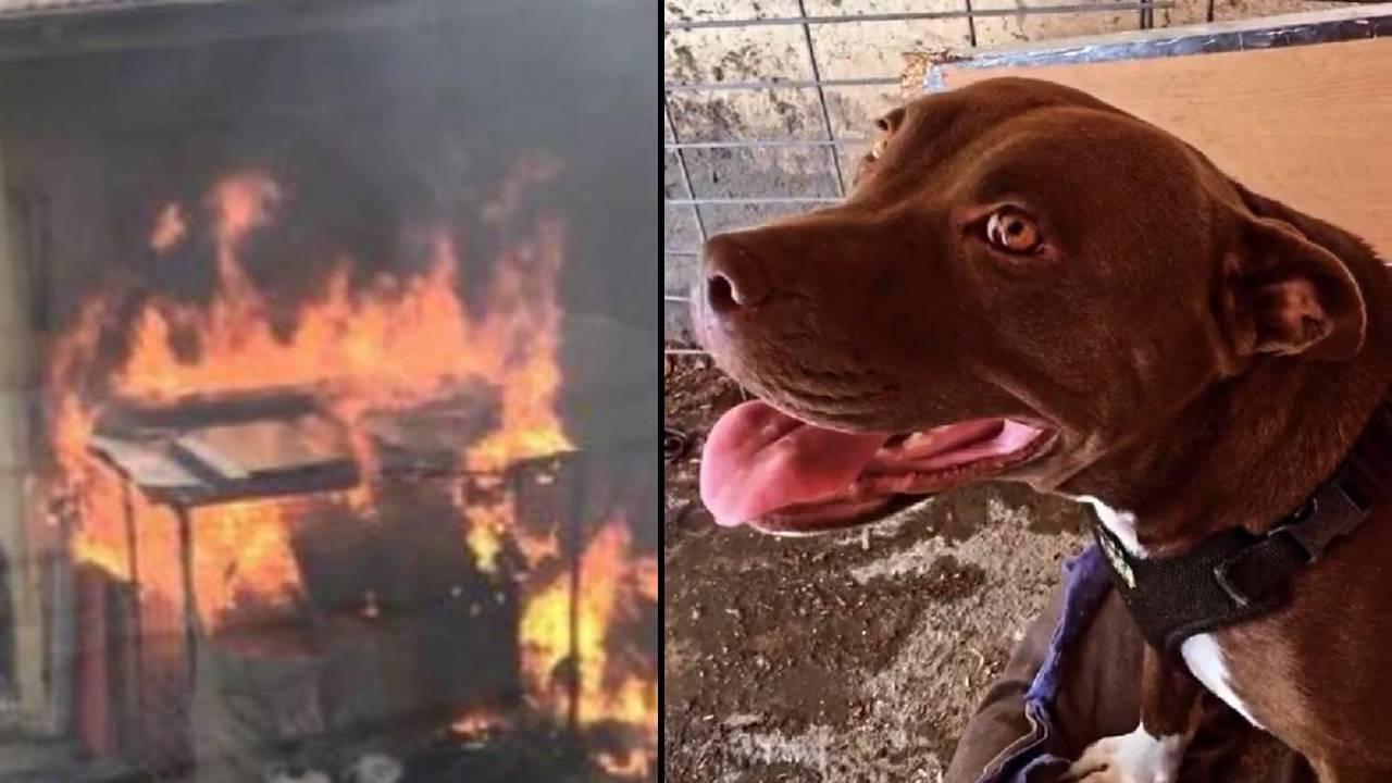 Kulübesinde kilitli köpeği yakarak öldüren sanığa tahliye! 