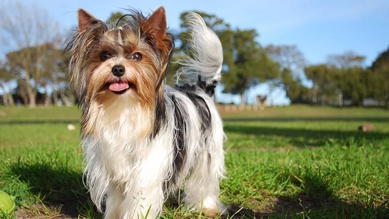 Çaldıkları köpeği sahibine satmak istediler!