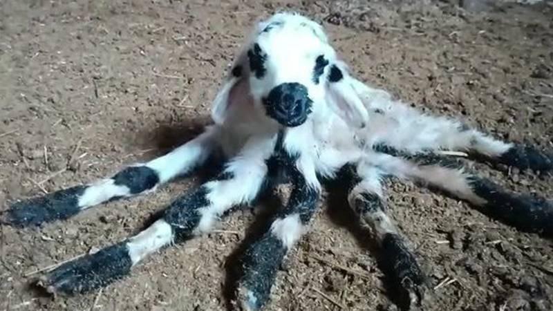 Altı bacaklı kuzu doğdu, görenler örümceğe benzetti!