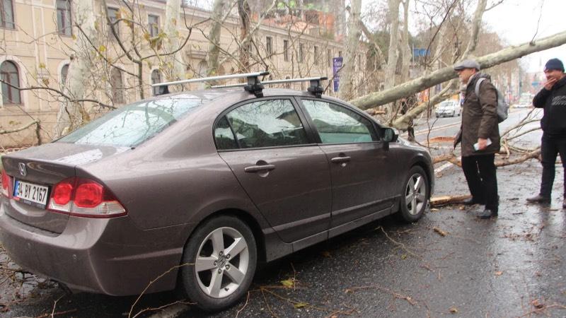 Beşiktaş'ta asırlık çınar ağacı yola devrildi; Dolmabahçe Caddesi trafiğe kapatıldı