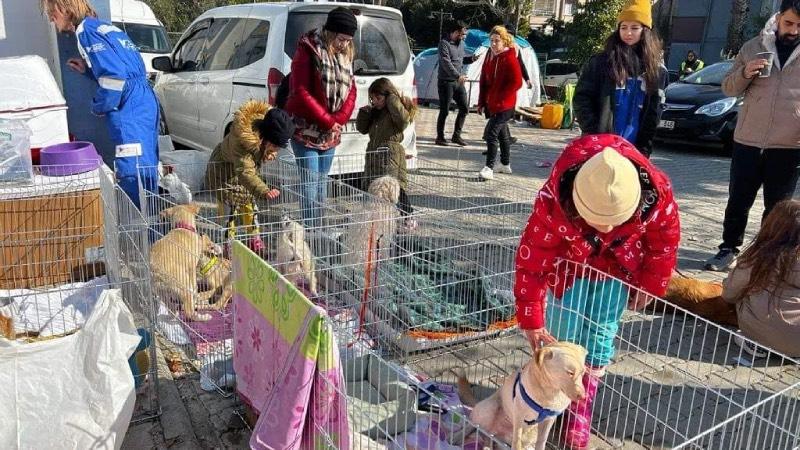 Enkazdan çıkarılan hayvanlar için sahra çadırı kuruldu