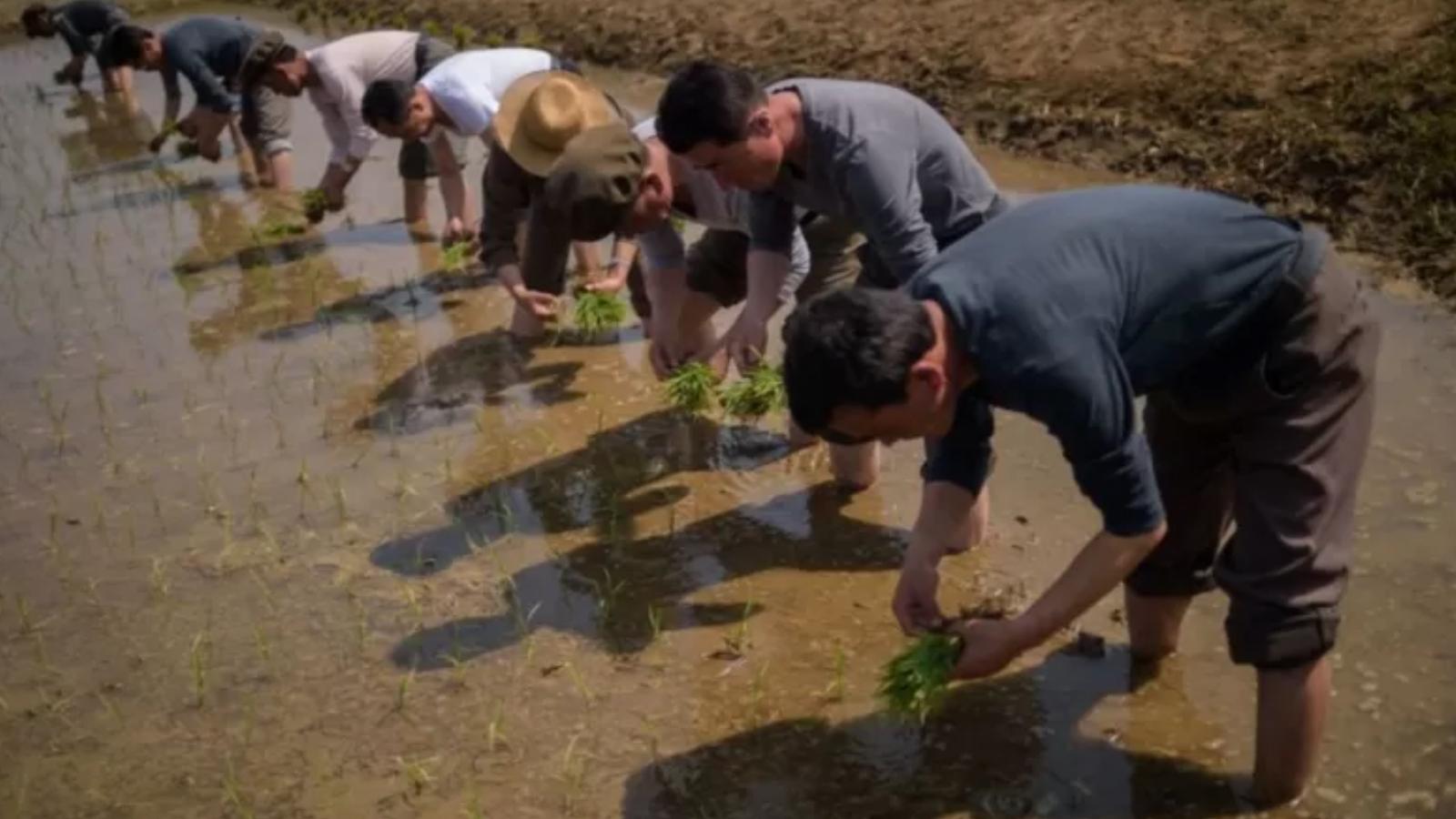 Kuzey Kore’de gıda krizi derinleşiyor