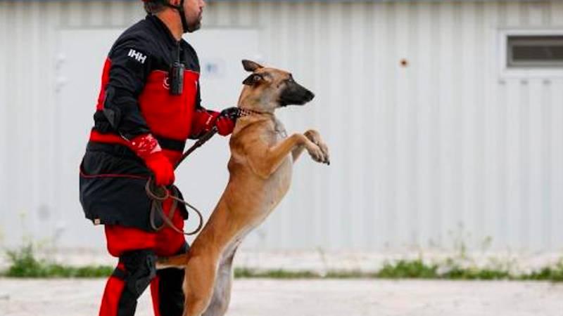 Arama-kurtarma köpekleri Bozo, Angel ve Patron, 50 kişiyi kurtardı