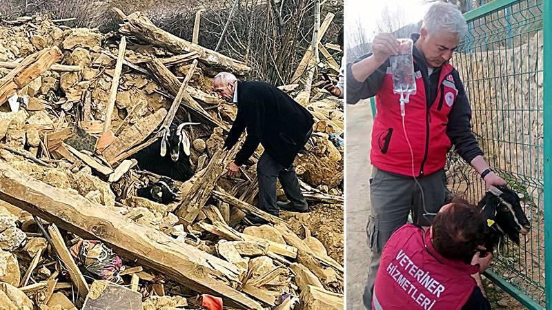 Kahramanmaraş'ta 2 keçi 637 saat sonra enkazdan canlı çıkarıldı