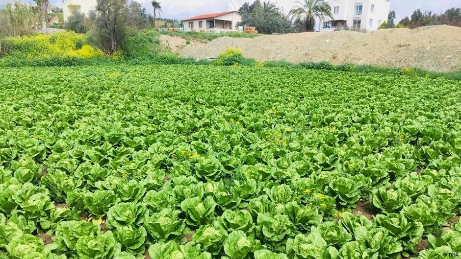 Tarımda beton etkisi: Üç milyon hektar alan yok oldu