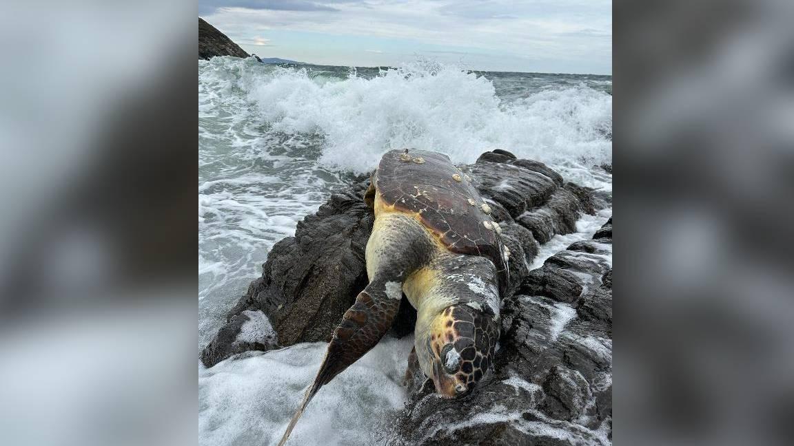 Erdek'te kayalıklarda ölü caretta caretta bulundu