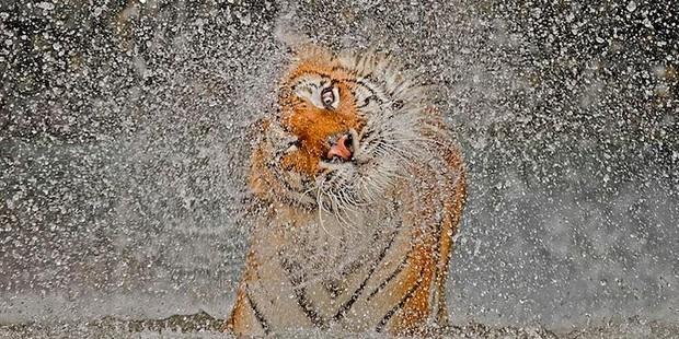  2012'nin en iyi National Geographic fotoğrafları