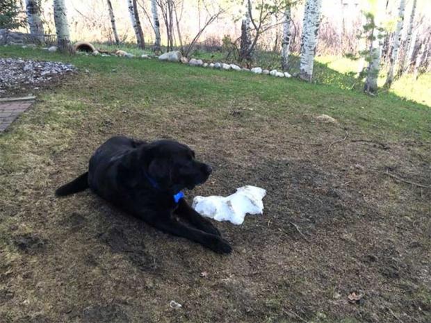 Son kar parçası eriyene kadar nöbet tutan köpek