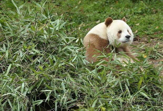 Kahverengi-beyaz olduğu için terk edilen panda