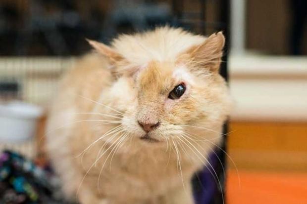 'İnsanat bahçesi'nde bir kedi: Yüzüne asit döktüler!