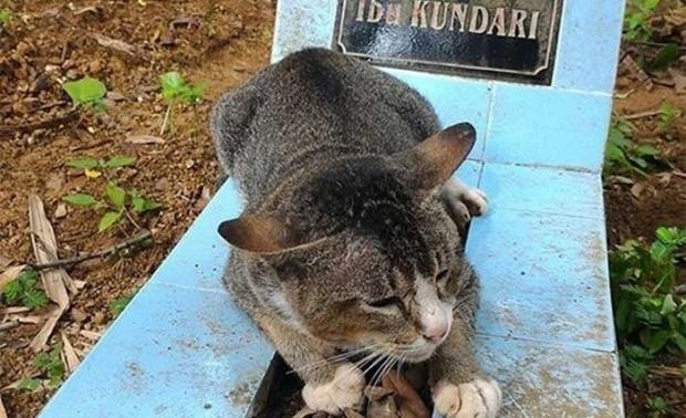 Bir yıldır sahibinin mezarı başında nöbet tutuyor...