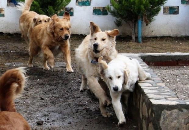 İnsanların kavgası ‘Golden Çetesi’ni barınağa düşürdü!