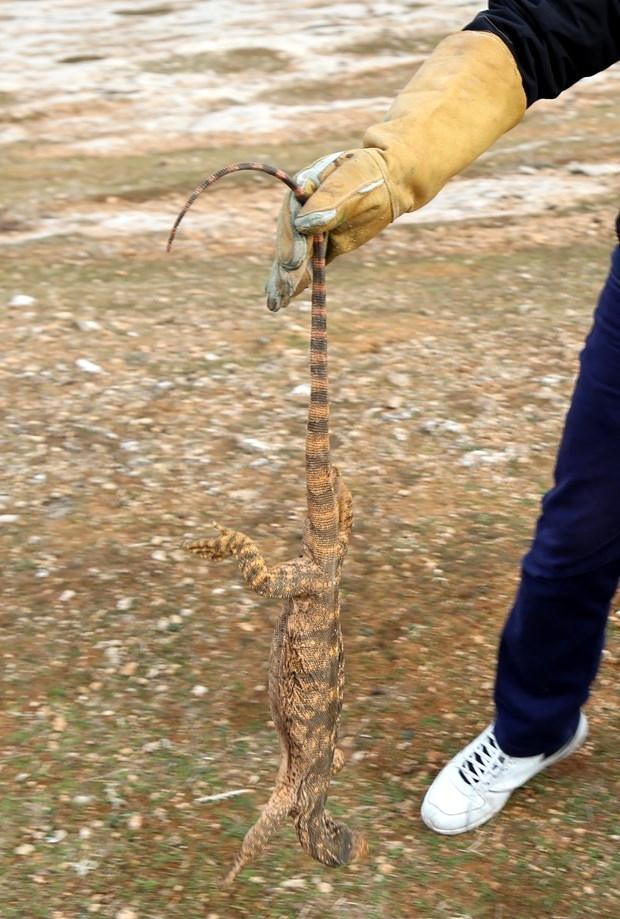 Şanlıurfa'da bir sarnıçta nesli tükenmekte olan çöl varanı bulundu