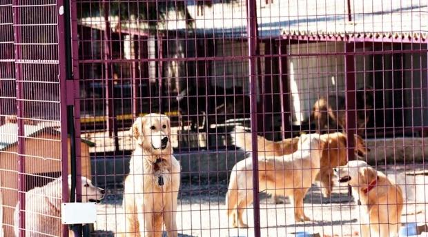 ‘Golden Çetesi'nin yeni yuvası İstanbul'da