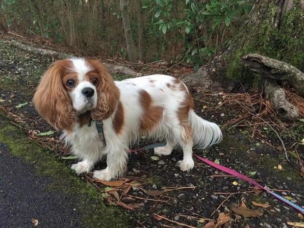 Diyete girdi, yüzdü, düzenli yürüdü; obez köpek Abby 13 kilo verdi