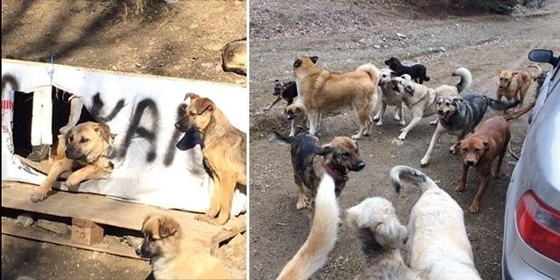 Patipark: 500 köpeğin yuvası