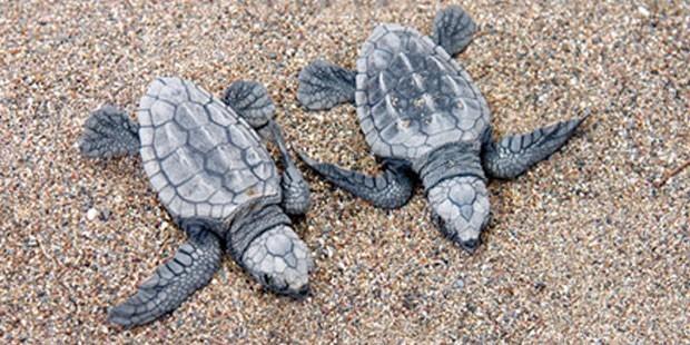 Caretta carettalar yumurtalarını Akdeniz sahiline bırakmaya başladı 