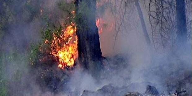 Büyükada'da orman yangını