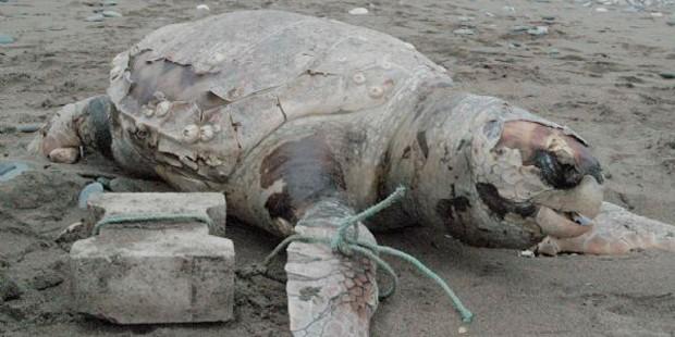 Caretta Caretta'ya taş bağlayıp denize attılar