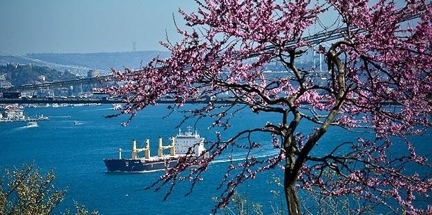 İstanbul'da erguvanlar açtı