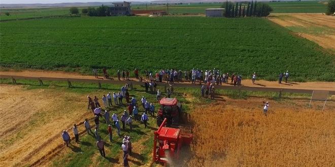 Nohutu hastalık vurdu; üretim yarıya düşecek 