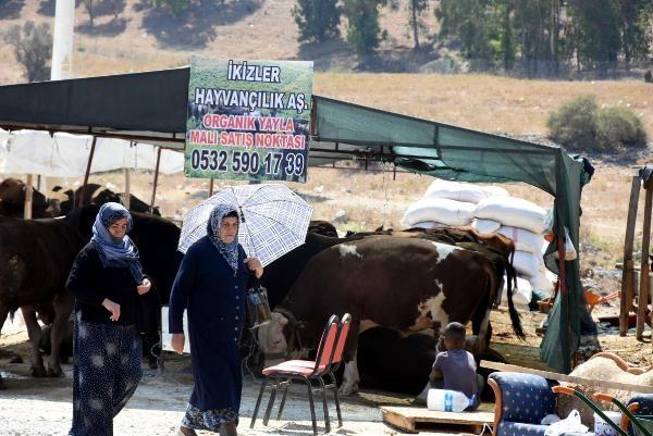 Otomobil fiyatına kurbanlık