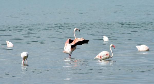 Van’da flamingo festivali